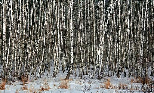 Birch Grove_13926.jpg - Photographed at Ottawa, Ontario - the capital of Canada.